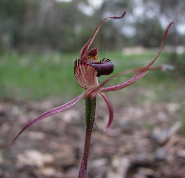 Caladenia reticulata